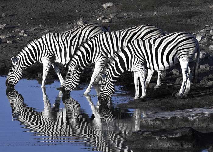 voir-zebres-etosha-voyage-namibie