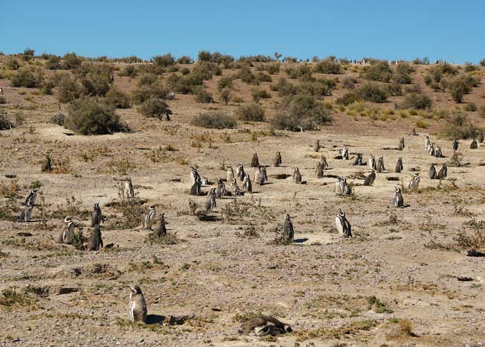 groupe-de-pinguins-patagonie