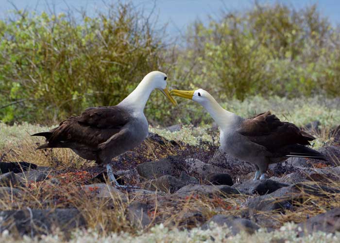 albatros-des-galapagos