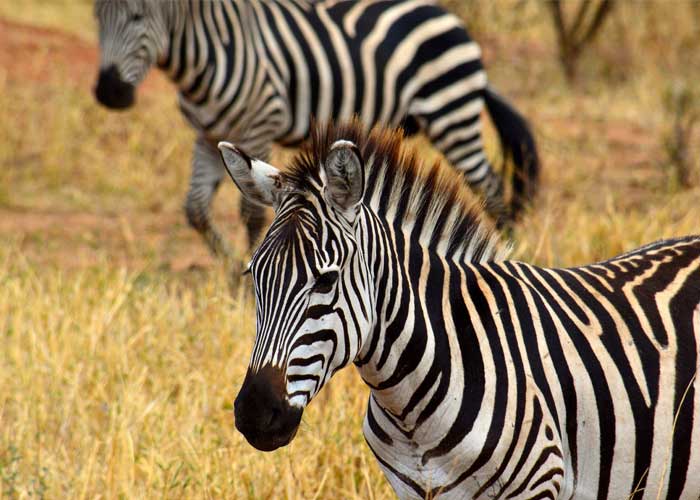 voir-zebre-safari-tanzanie