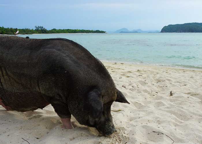 ile-cochon-koh-madsum