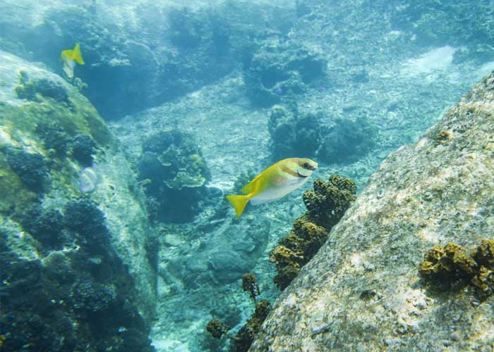 snorkeling-a-koh-tao