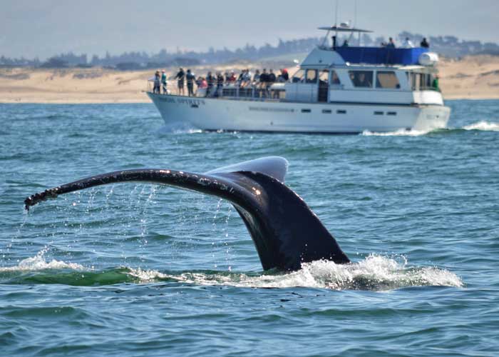 observer-des-baleines-a-monterey