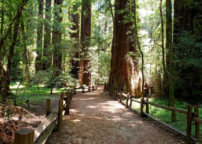 parc-national-redwood-californie