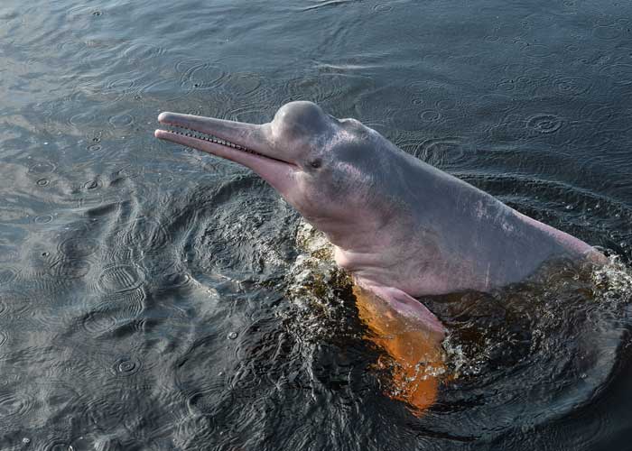 biodiversite-fleuve-amazone