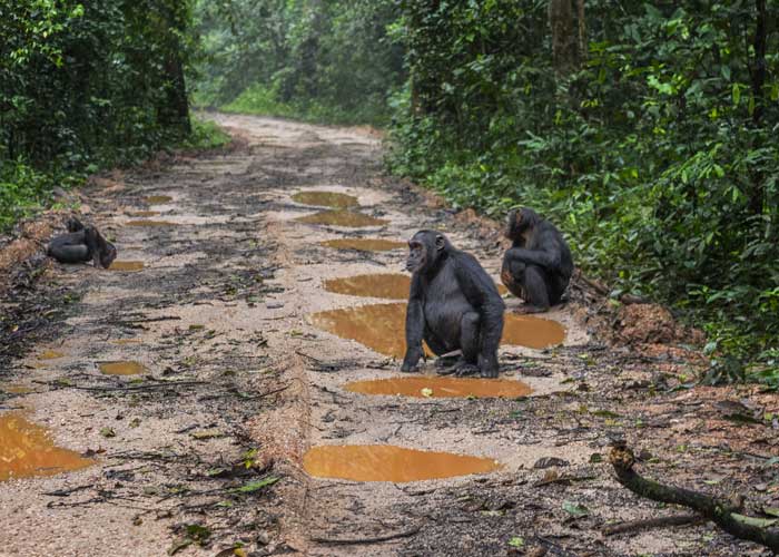 chimpanze-parc-kibale-ouganda