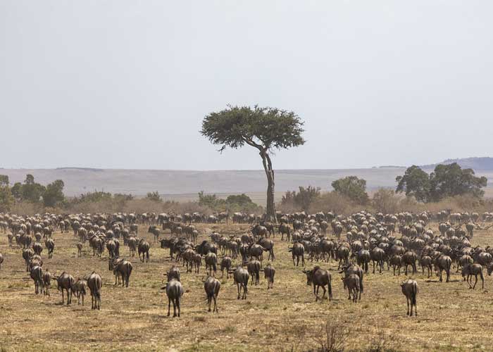 grande-migration-masai-mara