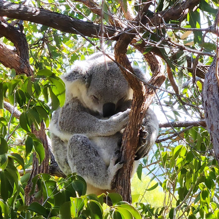 observer-koala-magnetic-island