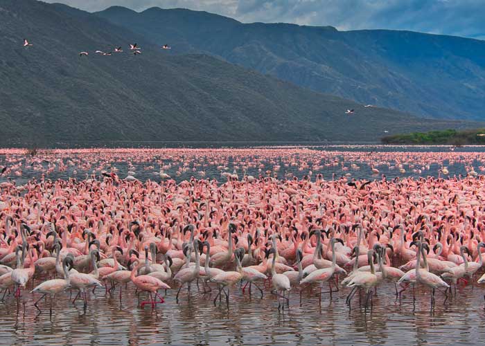 oiseaux-lac-bogoria-kenya