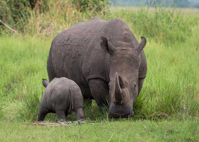 rhino-safari-ouganda