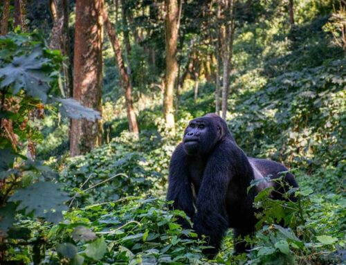 Trekking avec les gorilles et safaris animaliers en Ouganda