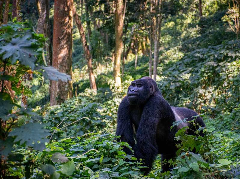 trekking-avec-gorilles-ouganda