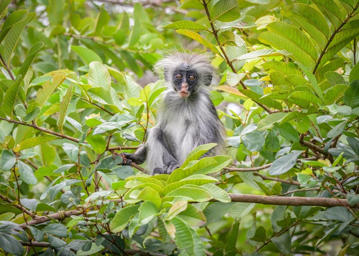 singe-endemique-foret-jozani-zanzibar