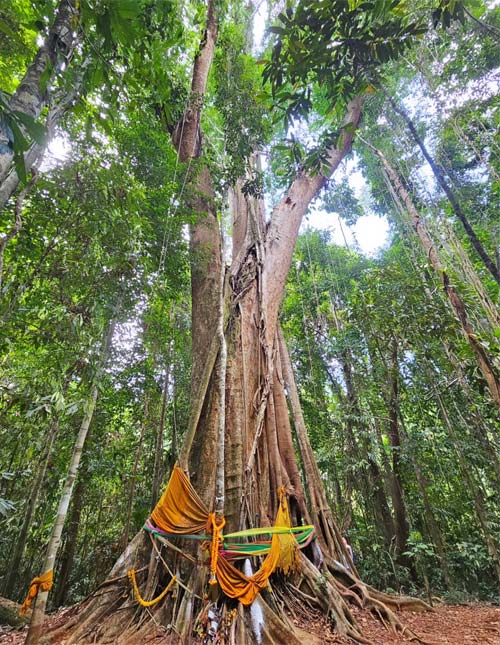 arbre-sacre-koh-kood