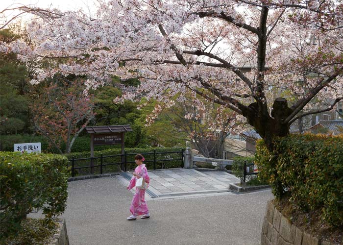 cerisiers-fleurs-kyoto