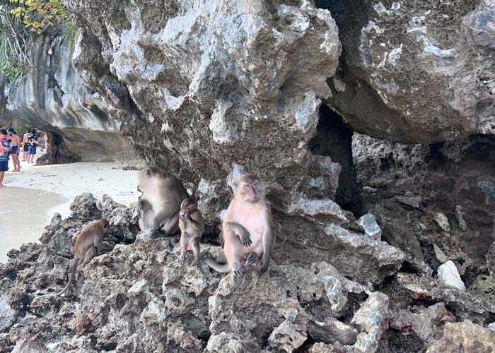 monkey-bay-koh-phi-phi