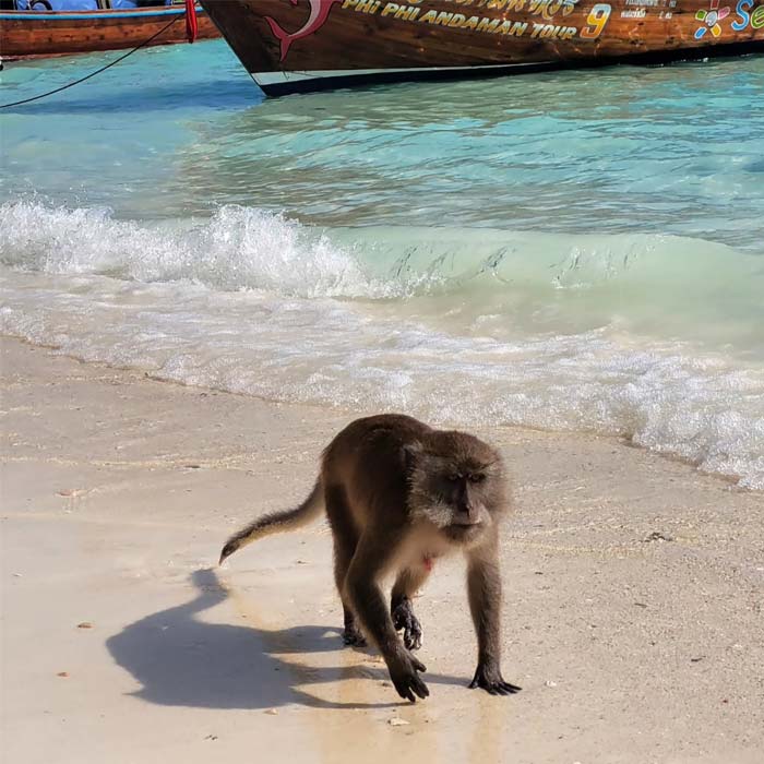 monkey-beach-koh-phi-phi