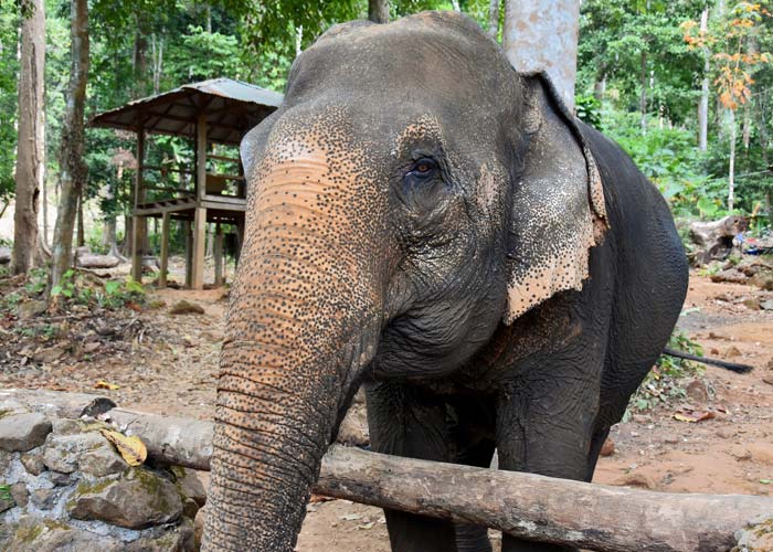 parc-a-elephant-koh-chang