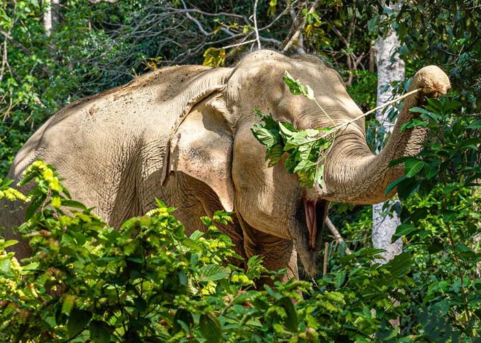 parc-elephant-following-giants-koh-lanta