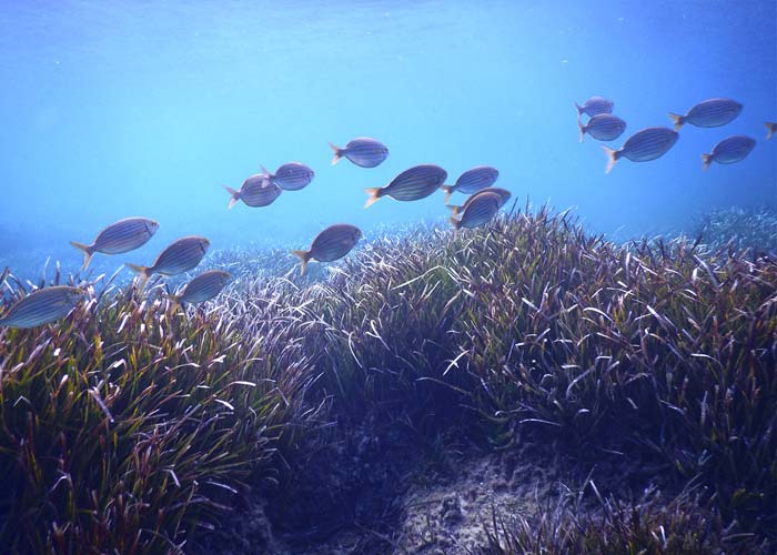 snorkeling-a-ibiza