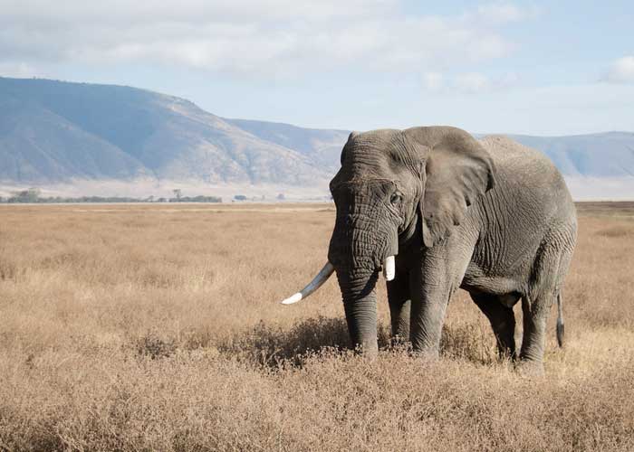 elephant-safari-tanzanie