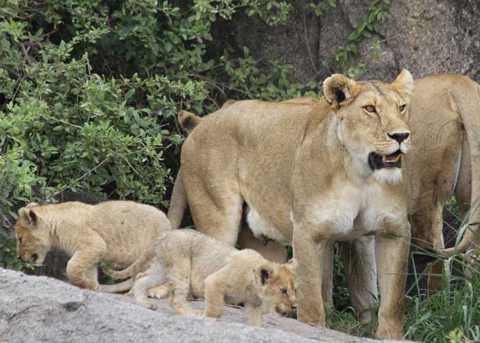 famille-lion-serengeti