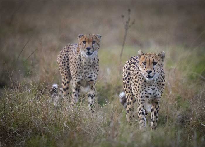 guepard-masai-mara