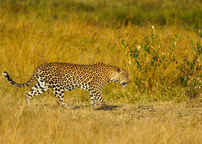 leopard-masai-mara