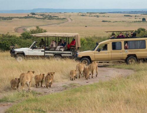 Kenya ou Tanzanie : quelle est la meilleure option pour un safari et quelle destination choisir ?