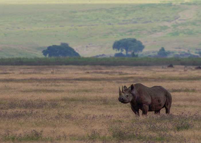 rhinoceros-noir-ngorongoro