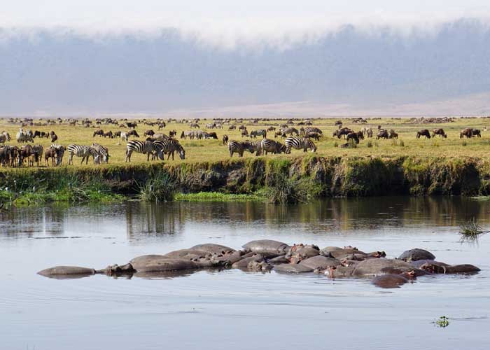 zebre-et-hippopotames-ngorongoro